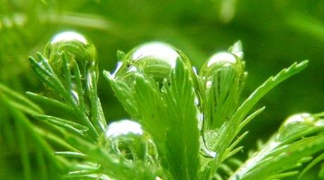 Observan por primera vez la división del agua en la fotosíntesis