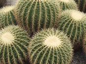 Echinocactus grusonii