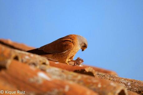 Cernícalo primilla, lágrima de los cielos