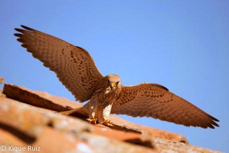 Cernícalo primilla, lágrima de los cielos