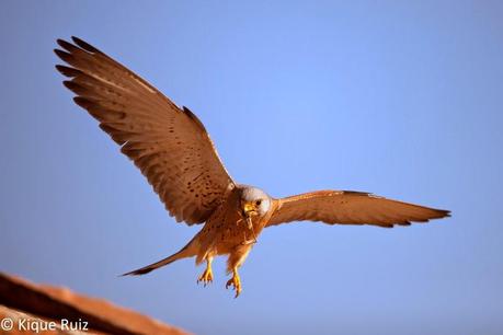 Un cernícalo primilla aterrizando en un tejado con una presa en el pico