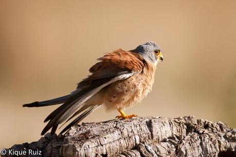 Cernícalo primilla, lágrima de los cielos