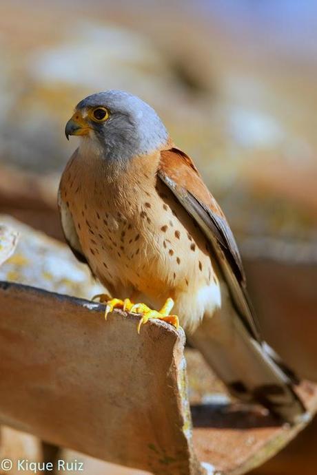 Cernícalo primilla, lágrima de los cielos