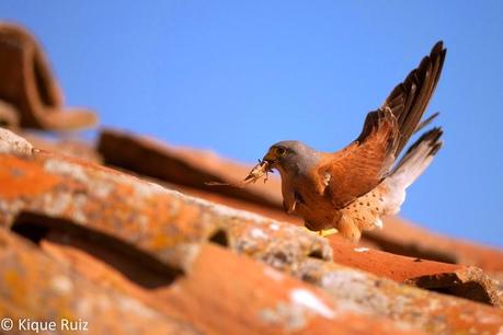Cernícalo primilla, lágrima de los cielos