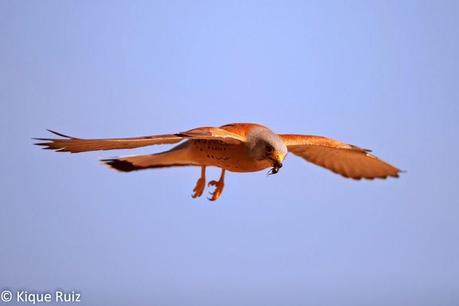 Cernícalo primilla, lágrima de los cielos