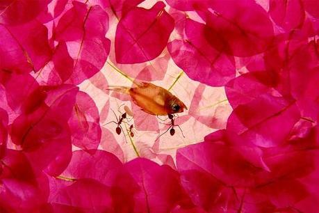 Fish and ants | Mak Remissa.