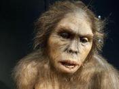 Homo habilis