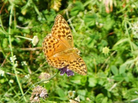 Mariposa Nacarada (Argynnis paphia). Selva de Conques y de Enciles Mariposa Nacarada (Argynnis paphia). Selva de Conques y de Enciles