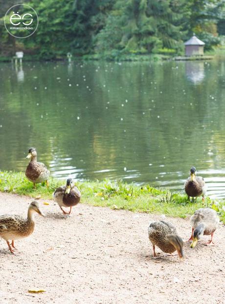 mi-rincon-wedeco-escandinavo-06