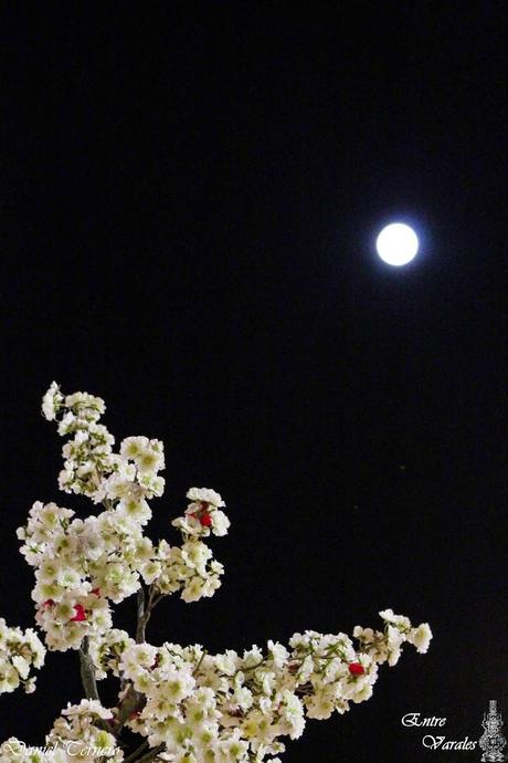 Galería fotográfica de la Procesión de la Divina Pastora de Cantillana