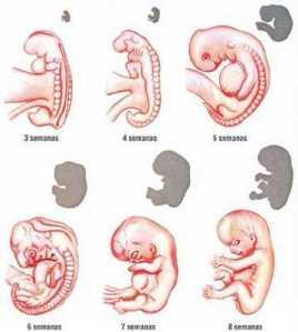 embrion-etapas