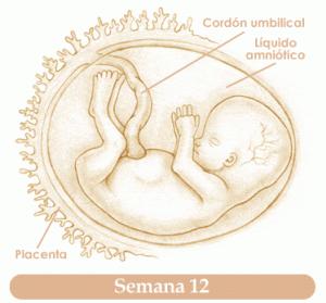 Semana12