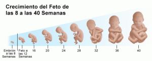 crecimiento-feto