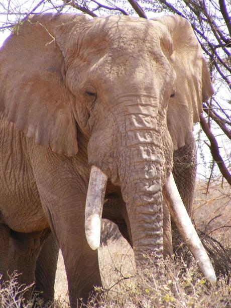 3 semanas en Kenia