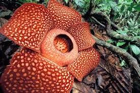Qué Es La Rafflesia Arnoldii La Flor Más Grande Del Mundo?