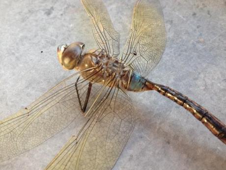 Libelulas Libelulas