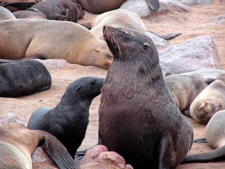 Costa de los Esqueletos en Namibia Costa de los Esqueletos en Namibia