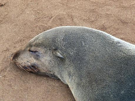Costa de los Esqueletos en Namibia Costa de los Esqueletos en Namibia