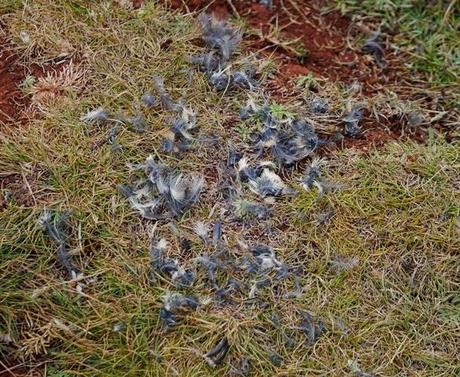 Llegaron 5, partieron 4.