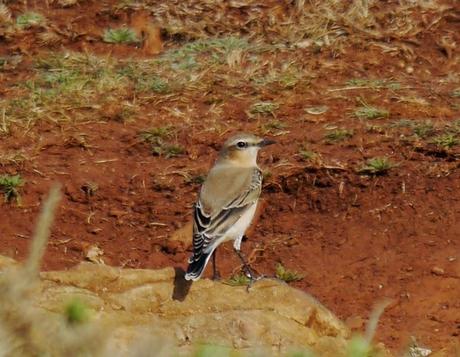 Llegaron 5, partieron 4.