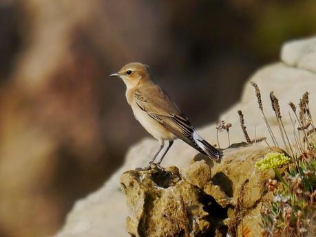 Llegaron 5, partieron 4.