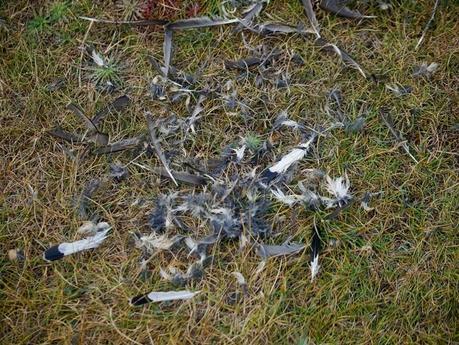 Llegaron 5, partieron 4.