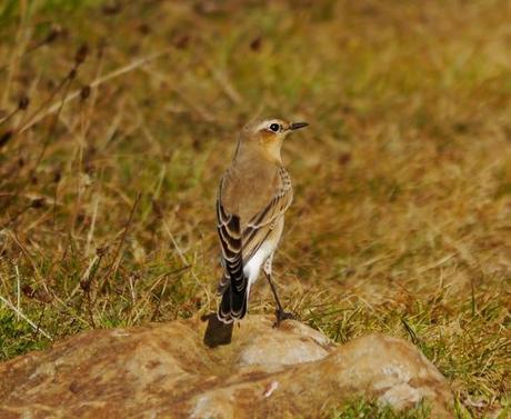 Llegaron 5, partieron 4.