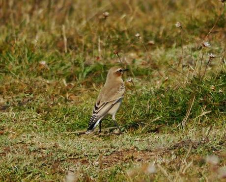 Llegaron 5, partieron 4.