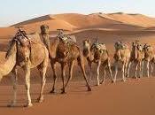 significado soñar camellos dromedarios.