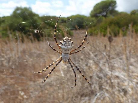 Algunos arácnidos e insectos por los alrededores de la R.N.C. Dehesa de Abajo (Puebla del Río, Sevilla) -- Some arachnids and insects around the Dehesa de Abajo Natural Reserve (Southern Spain)