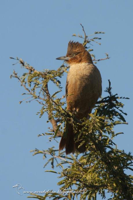 Cacholote castaño (Brown Cacholote) Pseudoseisura lophotes
