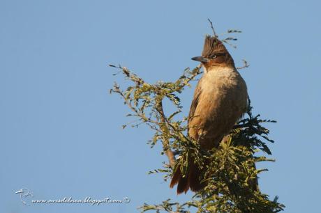 Cacholote castaño (Brown Cacholote) Pseudoseisura lophotes