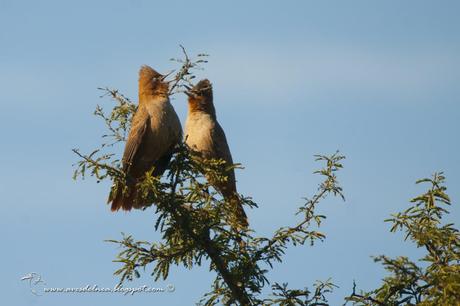 Cacholote castaño (Brown Cacholote) Pseudoseisura lophotes