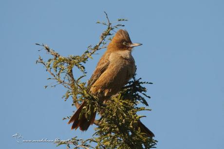 Cacholote castaño (Brown Cacholote) Pseudoseisura lophotes