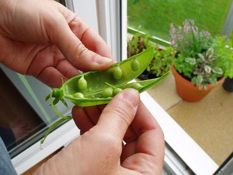 Qué cultivar en huertos urbanos para balcones con poca luz