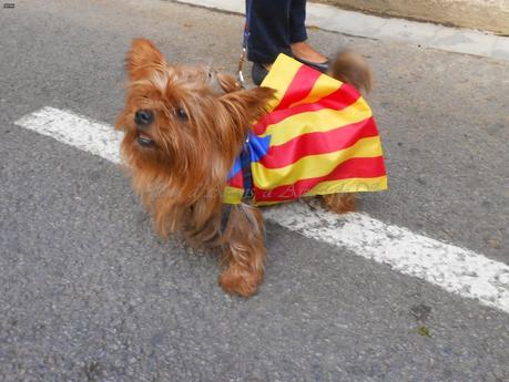 DIADA DE CATALUNYA, 2014,...2.200.000, PERSONAS NOS HEMOS REUNIDO EN BARCELONA,ESTE POST SE LO DEDICO A JOSEP ESTRUEL, DEL BLOG VIVÈNCIES, PETONS I BONA DIADA , UNA ABRAÇADA A Mª ROSA...!!!11-09-2014...!!!