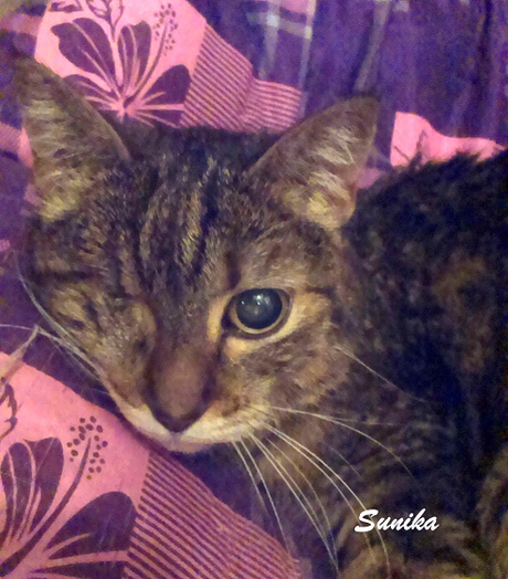 En recuerdo de nuestra Kitty
