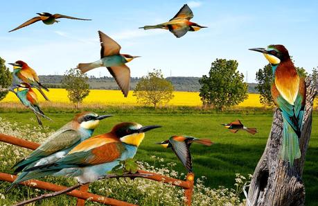 Pasan los abejarucos