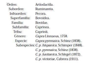 Clasificación taxonómica de cabra montés, según Granados y cols (2001)