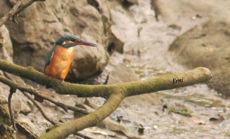 EL EMPLUMADO MISIL COBALTO