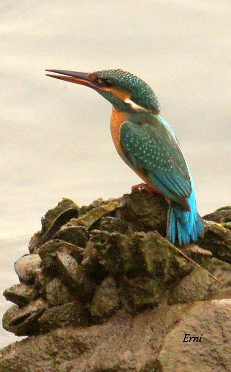 EL EMPLUMADO MISIL COBALTO