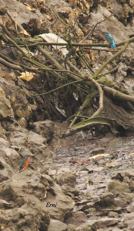 EL EMPLUMADO MISIL COBALTO