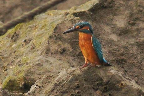 EL EMPLUMADO MISIL COBALTO