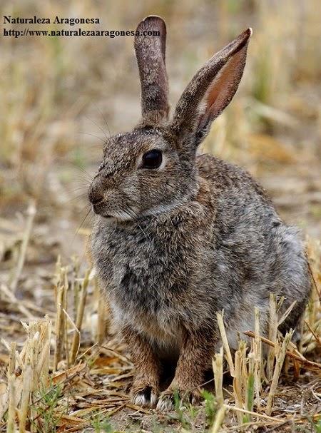 El Conejo  Oryctolagus cuniculus  en Aragón