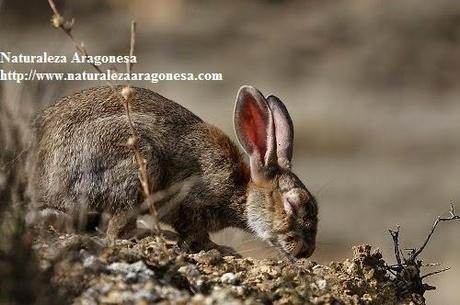 El Conejo  Oryctolagus cuniculus  en Aragón