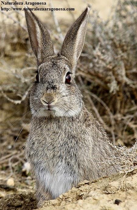 El Conejo  Oryctolagus cuniculus  en Aragón