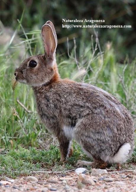 El Conejo  Oryctolagus cuniculus  en Aragón