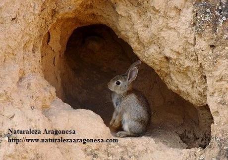 El Conejo  Oryctolagus cuniculus  en Aragón