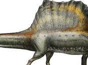 Spinosaurus: fin, dinosaurio aviano acuático
