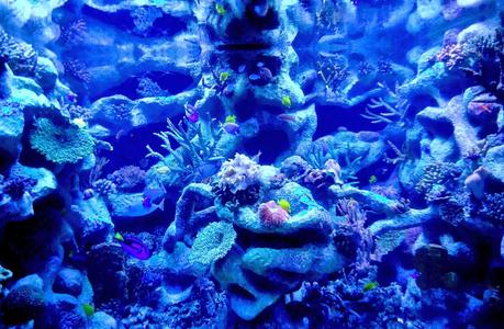 Temaikén, Tierra de Vida